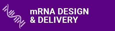 mRNA Design & Delivery